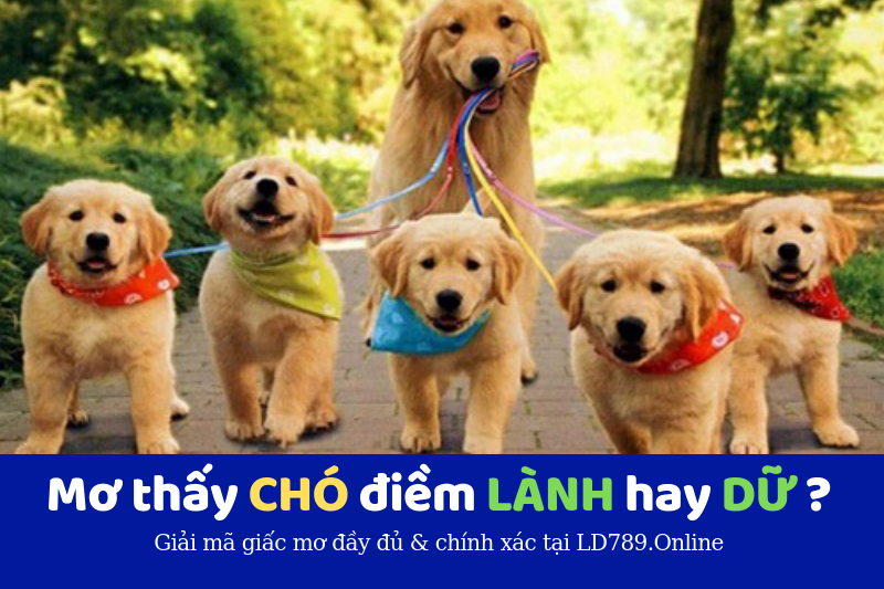 nằm mơ thấy chó là điềm lành hay dữ